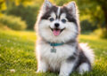 Pomerusky: The Sweet, Fun Dog That Looks Like a Tiny Husky