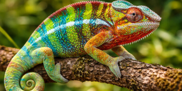 Chameleónovité: The Amazing Color-Changing Reptiles Explained Simply