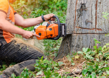 What Sets BW Tree Removal Apart From the Rest
