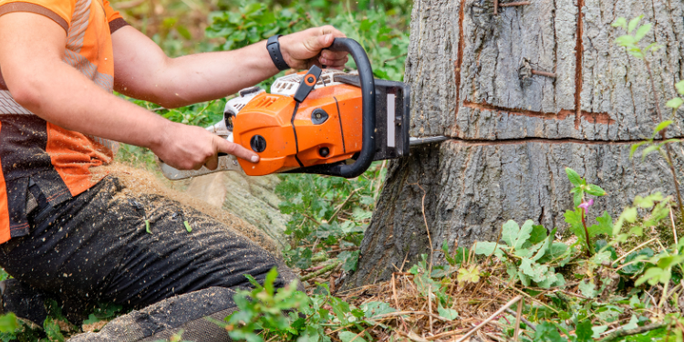 What Sets BW Tree Removal Apart From the Rest