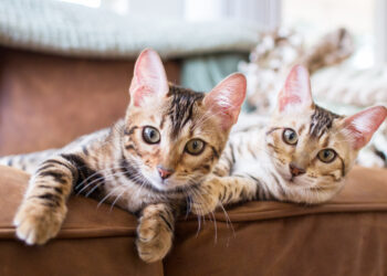 Getting a Second Cat