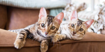 Getting a Second Cat