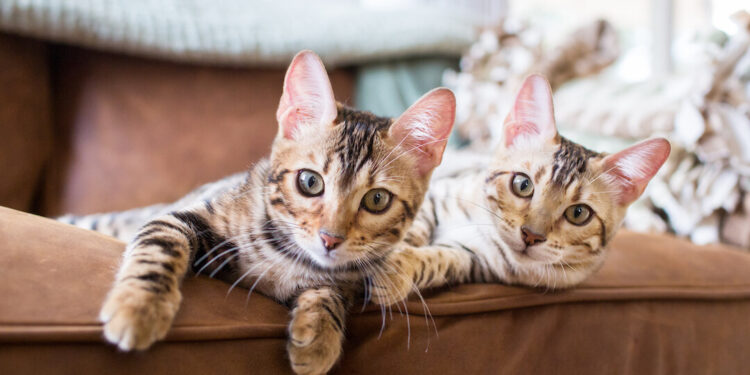 Getting a Second Cat