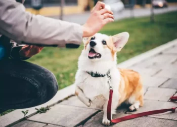 Dog Training in Onslow County, NC