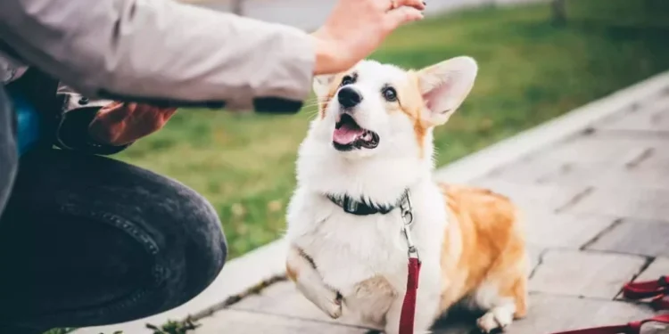 Dog Training in Onslow County, NC