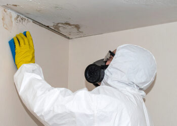 Professional Mold Removal Services Safe, Effective, and Long-Lasting Solutions for Your Home