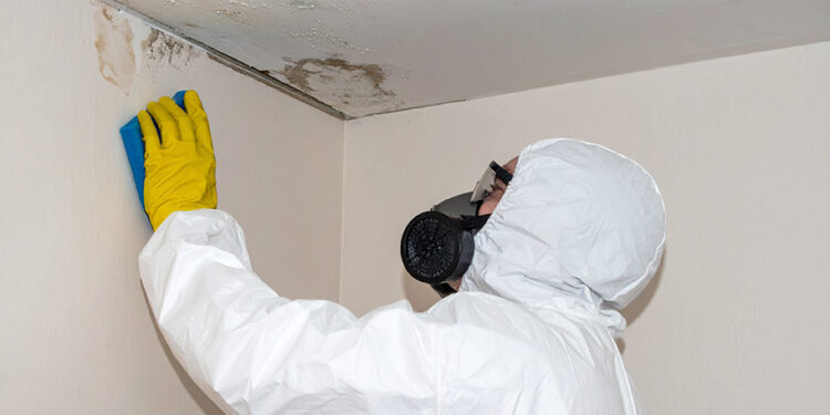 Professional Mold Removal Services Safe, Effective, and Long-Lasting Solutions for Your Home