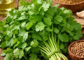 Koriandri Benefits: Why This Tiny Plant Makes a Big Difference