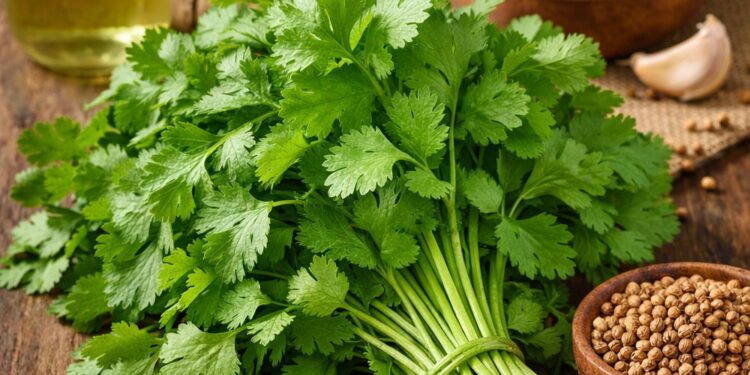 Koriandri Benefits: Why This Tiny Plant Makes a Big Difference