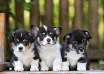 The One Thing Most Dog Parents Forget About Their Pup’s Health