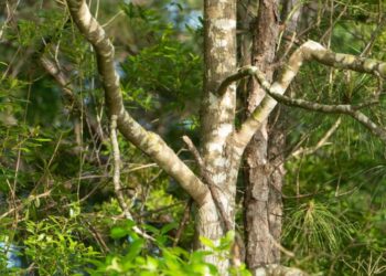 Seasonal Tree Care Guide for Tupelo, Mississippi