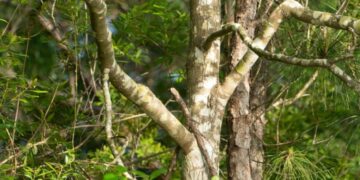 Seasonal Tree Care Guide for Tupelo, Mississippi