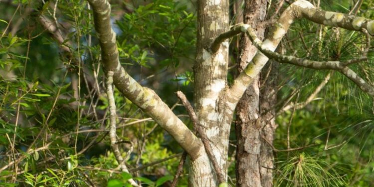 Seasonal Tree Care Guide for Tupelo, Mississippi