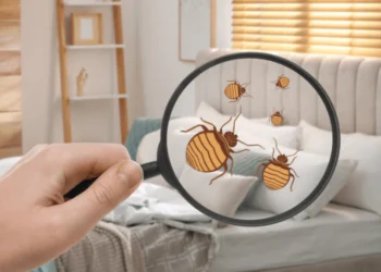 Bed Bug Treatment