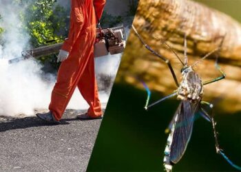 Mosquito Control Solutions: From Environmental Management to Modern Technology