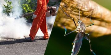 Mosquito Control Solutions: From Environmental Management to Modern Technology