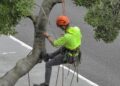 How to Choose the Right Tree Cutting Service in St. Louis