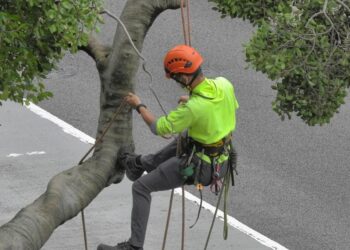 How to Choose the Right Tree Cutting Service in St. Louis