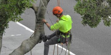 How to Choose the Right Tree Cutting Service in St. Louis