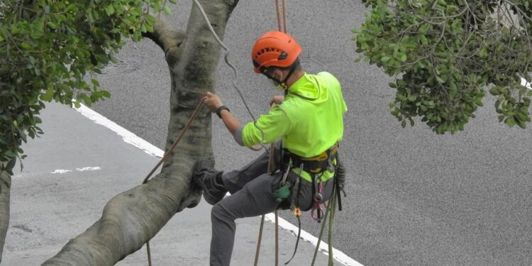 How to Choose the Right Tree Cutting Service in St. Louis