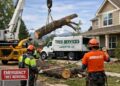 How to Respond to Tree Emergencies in Lafayette, CO: Expert Solutions for Fast and Safe Removal