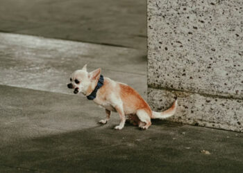 Small Dog Training in Tampa: Your Top FAQs Answered