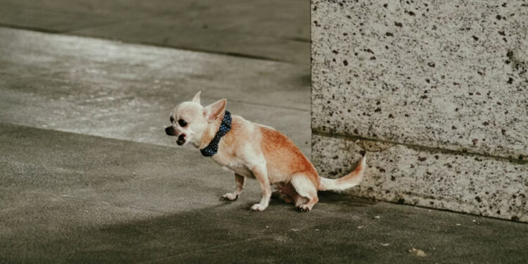 Small Dog Training in Tampa: Your Top FAQs Answered