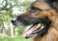 Enhance Your Pet's Smile: Cosmetic Dental Cleaning Services in Southwest Florida
