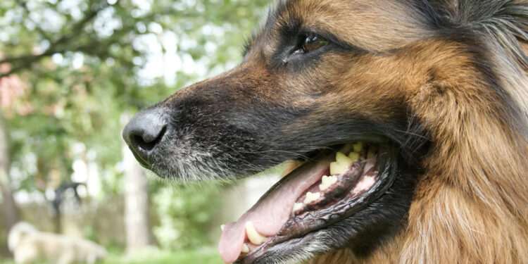 Enhance Your Pet's Smile: Cosmetic Dental Cleaning Services in Southwest Florida