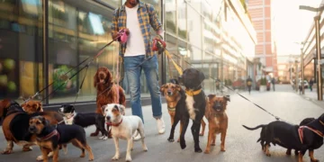 dog walker