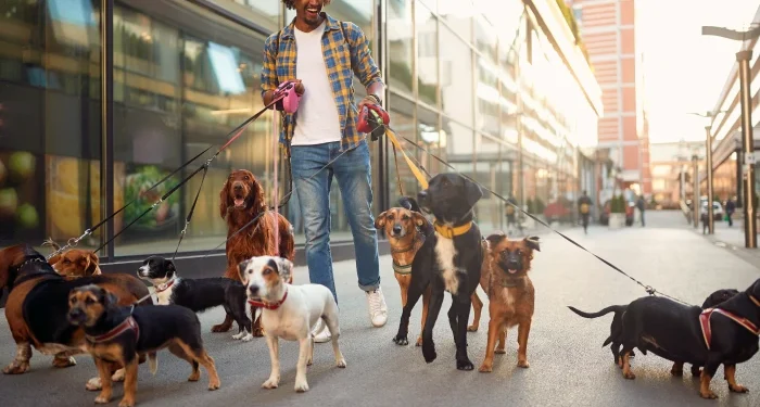 dog walker