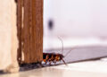 Cockroach