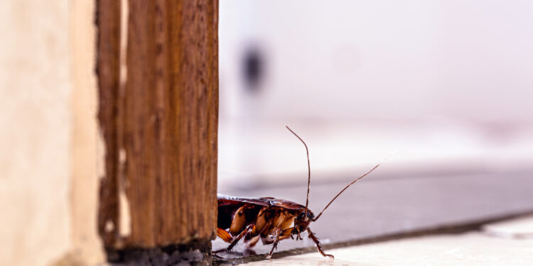 Cockroach