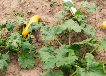 Paecilomyces lilacinus: A Natural Solution for Root-Knot Nematodes in Cucumber Crops