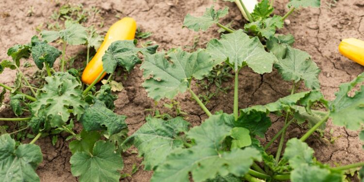 Paecilomyces lilacinus: A Natural Solution for Root-Knot Nematodes in Cucumber Crops