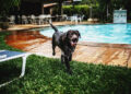Dog Friendly Hotels NYC Edition