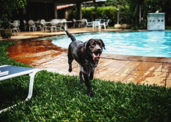 Dog Friendly Hotels NYC Edition