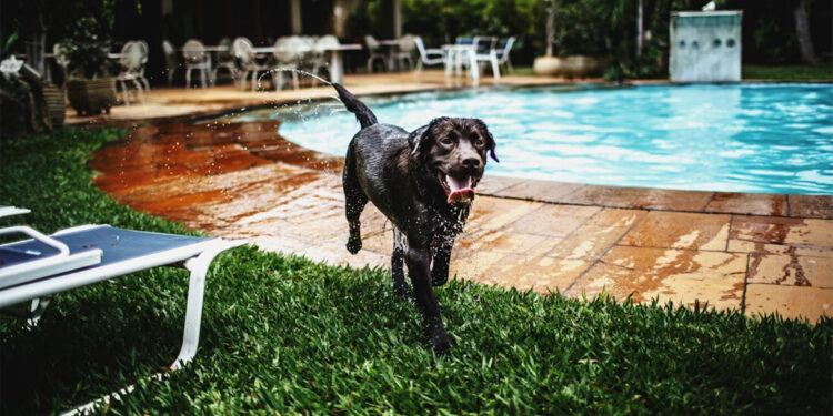 Dog Friendly Hotels NYC Edition