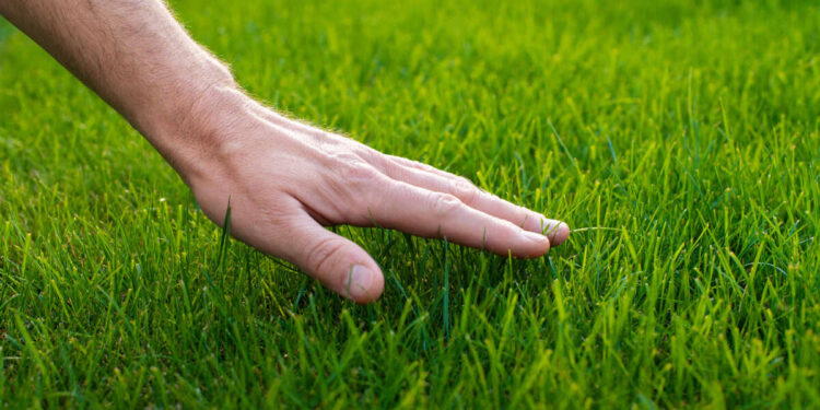 North Texas Lawn