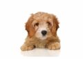 7 Summer Snacks That Are Good for Your Dog’s Teeth and Safe to Share