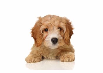 7 Summer Snacks That Are Good for Your Dog’s Teeth and Safe to Share