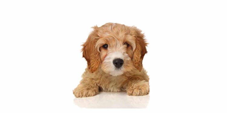 7 Summer Snacks That Are Good for Your Dog’s Teeth and Safe to Share