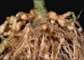 Paecilomyces lilacinus: A Natural Solution for Root-Knot Nematodes in Cucumber Crops