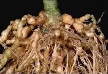 Paecilomyces lilacinus: A Natural Solution for Root-Knot Nematodes in Cucumber Crops