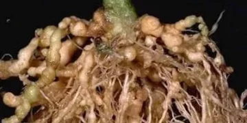 Paecilomyces lilacinus: A Natural Solution for Root-Knot Nematodes in Cucumber Crops