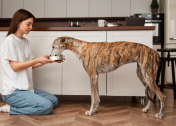 Key Habits That Support Normal Gut Function in Dogs