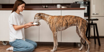 Key Habits That Support Normal Gut Function in Dogs