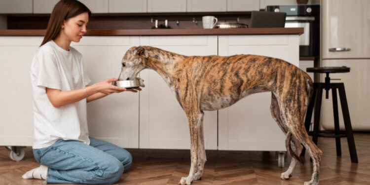 Key Habits That Support Normal Gut Function in Dogs