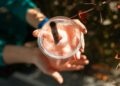 The Ultimate Summer Essential: Is the Ninja Slushi the Best Addition to Your Australian Kitchen?
