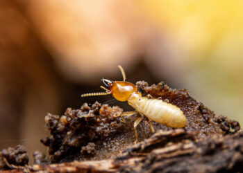 termite control